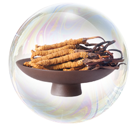 Extractul de Cordyceps 