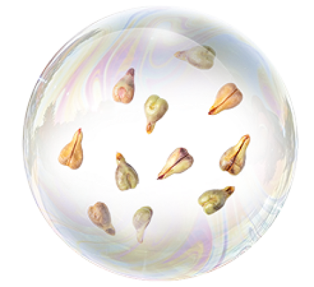 Extractul de semințe